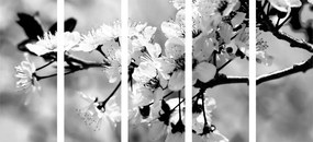 Εικόνα 5 τμημάτων άνθος κερασιάς σε ασπρόμαυρο