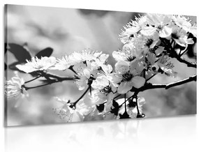 Εικόνα άνθη κερασιάς σε μαύρο & άσπρο