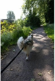 Λουρί Σκύλου Μαύρο