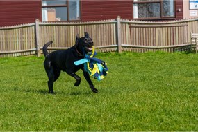 Training toy Coachi TUGGI SPIDER Μπλε