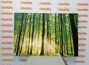 Εικόνα καταπράσινο δάσος - 120x80