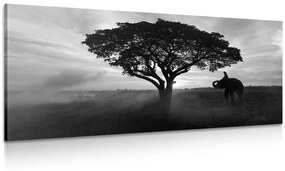 Εικόνα ενός ελέφαντα στην ανατολή του ηλίου σε μαύρο & άσπρο - 100x50