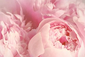 Εικόνα από πέταλα λουλουδιών - 120x80