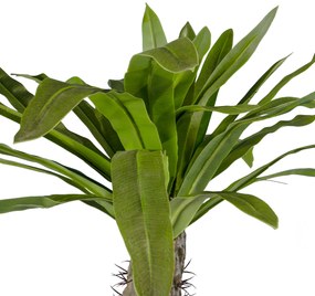 GloboStar® Artificial Garden PACHYPODIUM LAMEREI PALM TREE 20130 Τεχνητό Διακοσμητικό Φυτό Φοίνικας της Μαγαδασκάρης Υ175cm