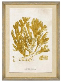 Κάδρο Caribbean Sea Life - Anthozoa Coral FA13223 50X70 MindTheGap Κάθετοι Ξύλο