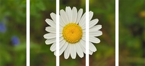 Εικόνα 5 μερών λουλούδι μαργαρίτας