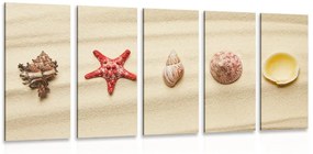 Εικόνα 5 μερών Κοχύλια σε μια αμμώδη παραλία - 100x50