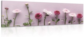 Σύνθεση εικόνας από ροζ χρυσάνθεμα - 135x45