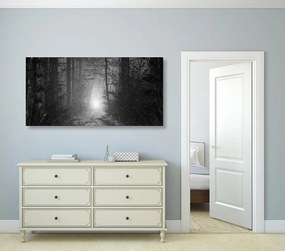 Φως εικόνας στο δάσος σε ασπρόμαυρο - 100x50