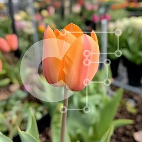 Intra Συλλεκτικό Ξύλινο Παζλ Plywood 4mm - Πορτοκαλί τουλίπα στην άνθιση Σε Ξύλινο Κουτί - Διαστάσεις: 10x10 cm – 25 κομμάτια