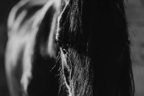 Εικόνα ενός μεγαλοπρεπούς αλόγου σε ασπρόμαυρο - 120x80