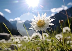 Intra Συλλεκτικό Ξύλινο Παζλ Plywood 4mm - Λευκό λουλούδι μαργαρίτας στο λιβάδι με τα βουνά Σε Ξύλινο Κουτί - Διαστάσεις: 10x10 cm – 25 κομμάτια