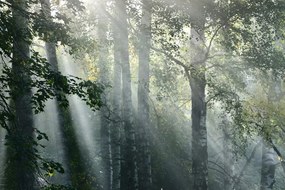 Εικόνα των ακτίνων του ήλιου στο ομιχλώδες δάσος