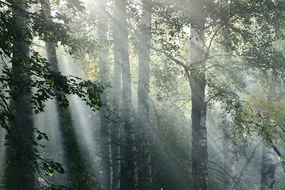 Εικόνα των ακτίνων του ήλιου στο ομιχλώδες δάσος - 60x40