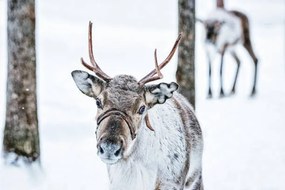 Φωτογραφία Brown Reindeer in Finland at Lapland winter, RomanBabakin