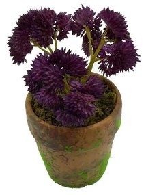 Plant in Pot CONCORAL 14cm Sedum Morado 4901299A-D1