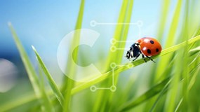 Intra Συλλεκτικό Ξύλινο Παζλ Plywood 4mm - Πασχαλίτσα στο πράσινο γρασίδι Σε Ξύλινο Κουτί - Διαστάσεις: 10x10 cm – 25 κομμάτια