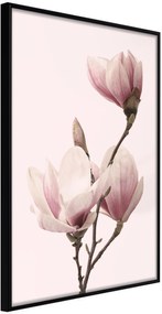 Αφίσα - Blooming Magnolias III - 30x45 - Μαύρο - Χωρίς πασπαρτού