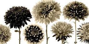 Φωτογραφίστε λουλούδια ντάλια σε διάφορα σχέδια σε σχέδιο σέπια - 120x60