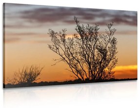 Εικόνα κλαδιών στο ηλιοβασίλεμα - 60x40