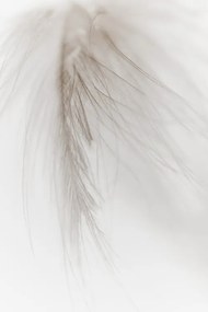 Φωτογραφία White Feather, Magda Izzard