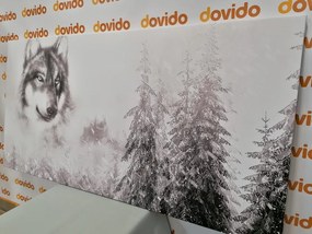 Εικόνα ενός λύκου σε ένα χιονισμένο τοπίο σε μαύρο & άσπρο