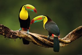 XXL Αφίσα Birds - Toucan