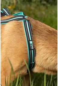 Λουρί Σκύλου Olympia XS