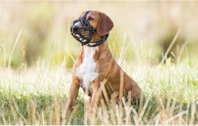 Ρύγχος Trixie Μαύρο M/L