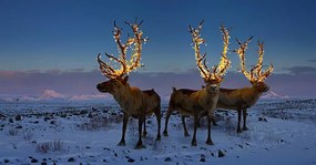 Φωτογραφία Three reindeers with lights in antlers, Coneyl Jay