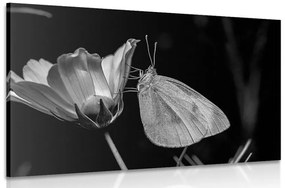 Εικόνα μιας πεταλούδας σε ένα λουλούδι σε μαύρο & άσπρο - 60x40