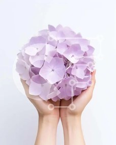 Intra Συλλεκτικό Ξύλινο Παζλ Plywood 4mm - Χέρια που κρατούν το μωβ μπουκέτο λουλούδια Σε Ξύλινο Κουτί - Διαστάσεις Puzzle: 10x10 cm – 25 κομμάτια