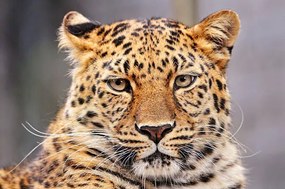 Φωτογραφία Portrait of Amur leopard, Picture by Tambako the Jaguar