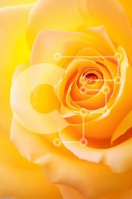 Intra Συλλεκτικό Ξύλινο Παζλ Plywood 4mm - Κοντινό πλάνο ενός κίτρινου τριαντάφυλλου Σε Ξύλινο Κουτί - Διαστάσεις Puzzle: 10x10 cm – 25 κομμάτια