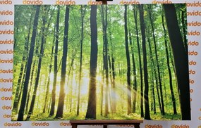 Εικόνα καταπράσινο δάσος - 90x60