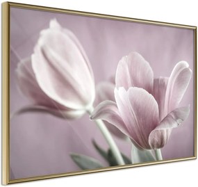 Αφίσα - Pastel Tulips I - 30x20 - Χρυσό - Χωρίς πασπαρτού