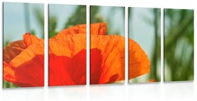 Εικόνα 5 μερών κόκκινη παπαρούνα - 100x50