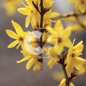 Intra Συλλεκτικό Ξύλινο Παζλ Plywood 4mm - Κίτρινα λουλούδια που ανθίζουν σε ένα κλαδί δέντρου Σε Ξύλινο Κουτί - Διαστάσεις: 10x10 cm – 25 κομμάτια