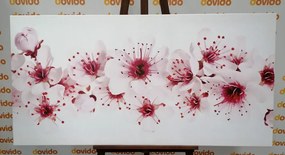 Εικόνα άνθη κερασιάς - 120x60