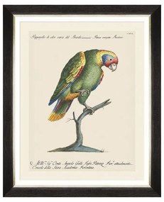 Κάδρο Parrots Of Brasil IX FA13219 40X50 MindTheGap Οριζόντιοι Ξύλο