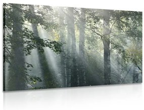 Εικόνα των ακτίνων του ήλιου στο ομιχλώδες δάσος - 120x80