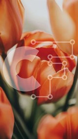 Σετ των 2 Intra Συλλεκτικό Ξύλινο Παζλ Plywood  4mm - Κοντινό πλάνο πορτοκαλί λουλουδιών τουλίπας Σε Ξύλινο Κουτί - Διαστάσεις: 10x10 cm – 25 κομμάτια