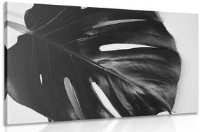 Φύλλο εικόνας φυτού monstera σε μαύρο & άσπρο - 120x80