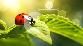 Intra Συλλεκτικό Ξύλινο Παζλ Plywood 4mm - Πασχαλίτσα σε ένα πράσινο φύλλο Σε Ξύλινο Κουτί - Διαστάσεις: 10x10 cm – 25 κομμάτια