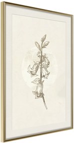 Αφίσα - Beige Campanula - 20x30 - Χρυσό - Με πασπαρτού