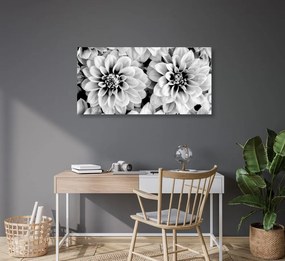 Εικόνα λουλουδιών ντάλιας σε μαύρο & άσπρο - 100x50