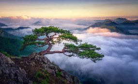 Φωτογραφία On the rock, Tiger Seo