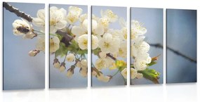 Εικόνα 5 μερών ενός κλαδιού από άνθη κερασιάς