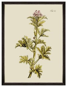 Κάδρο Botanical II FA13225 60x80cm Green MindTheGap Vertical Wood