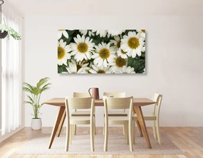 Εικόνα λουλουδιών χαμομηλιού χαμομηλιού - 120x60